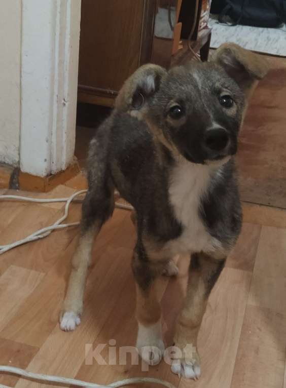 Собаки в Пензе: Щенок в добрые руки  Девочка, Бесплатно - фото 2