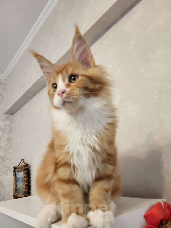 Кошки в Омске: Продаётся котенок мейн- кун Девочка, 60 000 руб. - фото 2