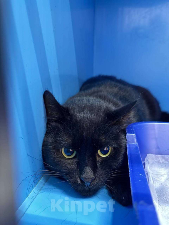 Кошки в других городах Калужской области: Пугливый котик Ферми Мальчик, Бесплатно - фото 3