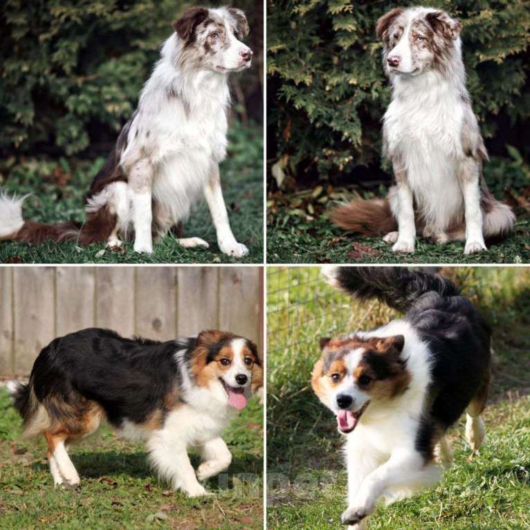 Собаки в других городах Московской области: Бордер колли мраморные малыши Девочка, 90 000 руб. - фото 10