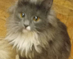 Кошки в Москве: Серенькая с белым  маленькая сибирячка Девочка, 15 000 руб. - фото 6
