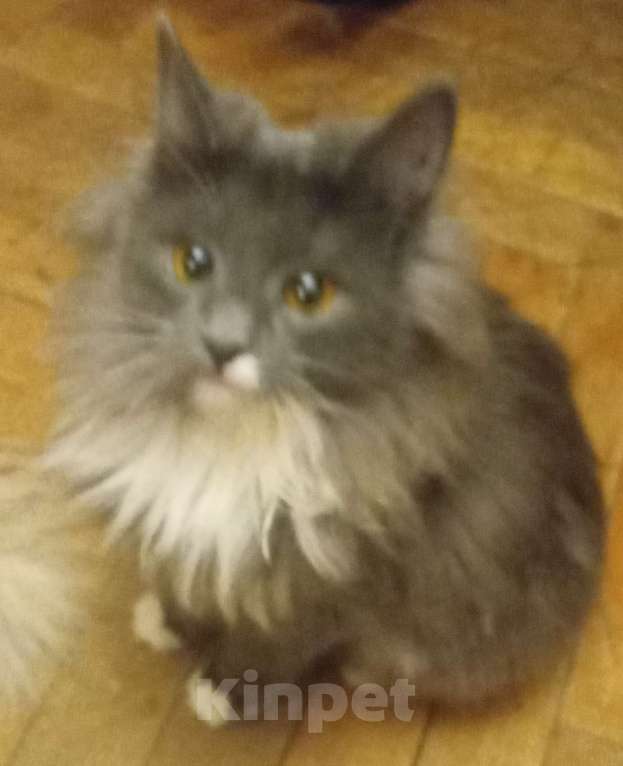 Кошки в Москве: Серенькая с белым  маленькая сибирячка Девочка, 15 000 руб. - фото 6