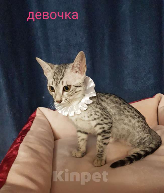 Кошки в Санкт-Петербурге: Кошечка редкой породы Египетская мау  Девочка, Бесплатно - фото 5