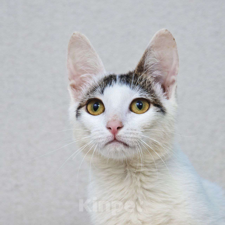 Кошки в Москве: Особенная Пенелопа ищет семью Девочка, Бесплатно - фото 3