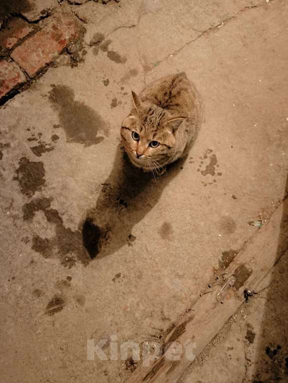 Кошки в Новосибирске: Найден кот!  Мальчик, Бесплатно - фото 2