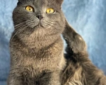 Кошки в Москве: Британская кошечка найдена на улице Девочка, Бесплатно - фото 3