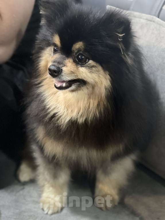 Собаки в Челябинске: Щенки померанского шпица  Девочка, 30 000 руб. - фото 3