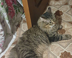 Кошки в Москве: Кот для вязки Мальчик, 1 руб. - фото 2