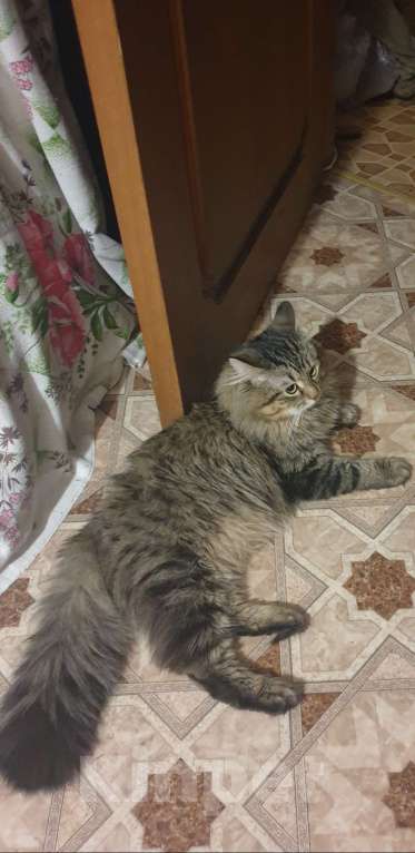 Кошки в Москве: Кот для вязки Мальчик, 1 руб. - фото 2