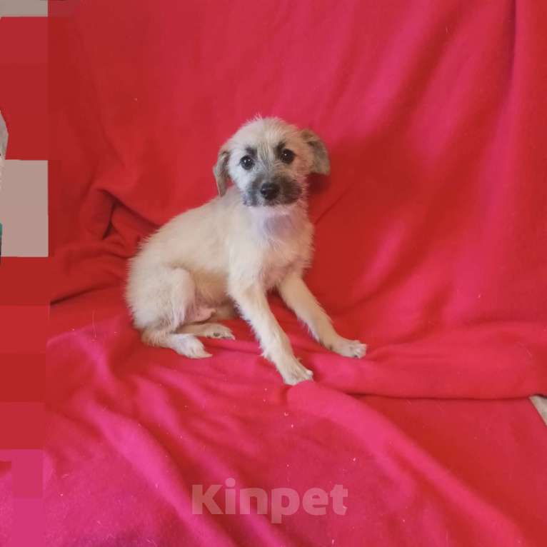 Собаки в Санкт-Петербурге: Щенки в добрые руки. Мальчик, Бесплатно - фото 2