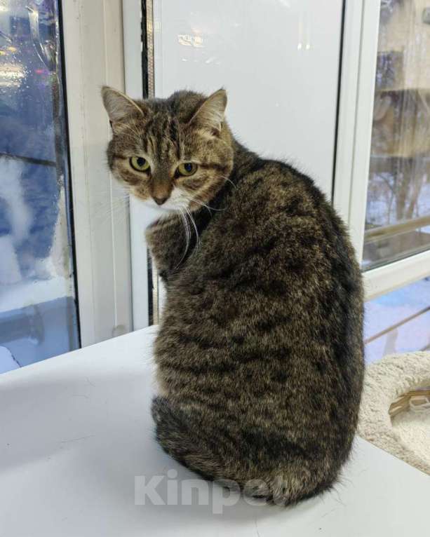 Кошки в Москве: Пищалка ищет дом Девочка, Бесплатно - фото 2