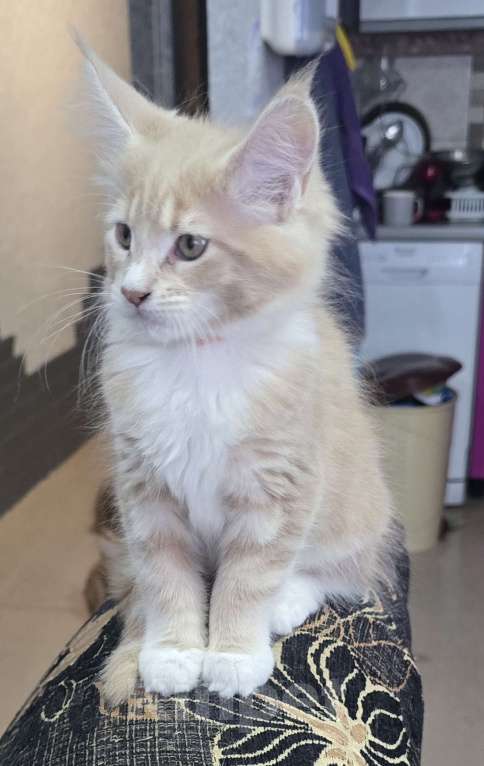 Кошки в Москве: Девочка 2 Девочка, 20 000 руб. - фото 3