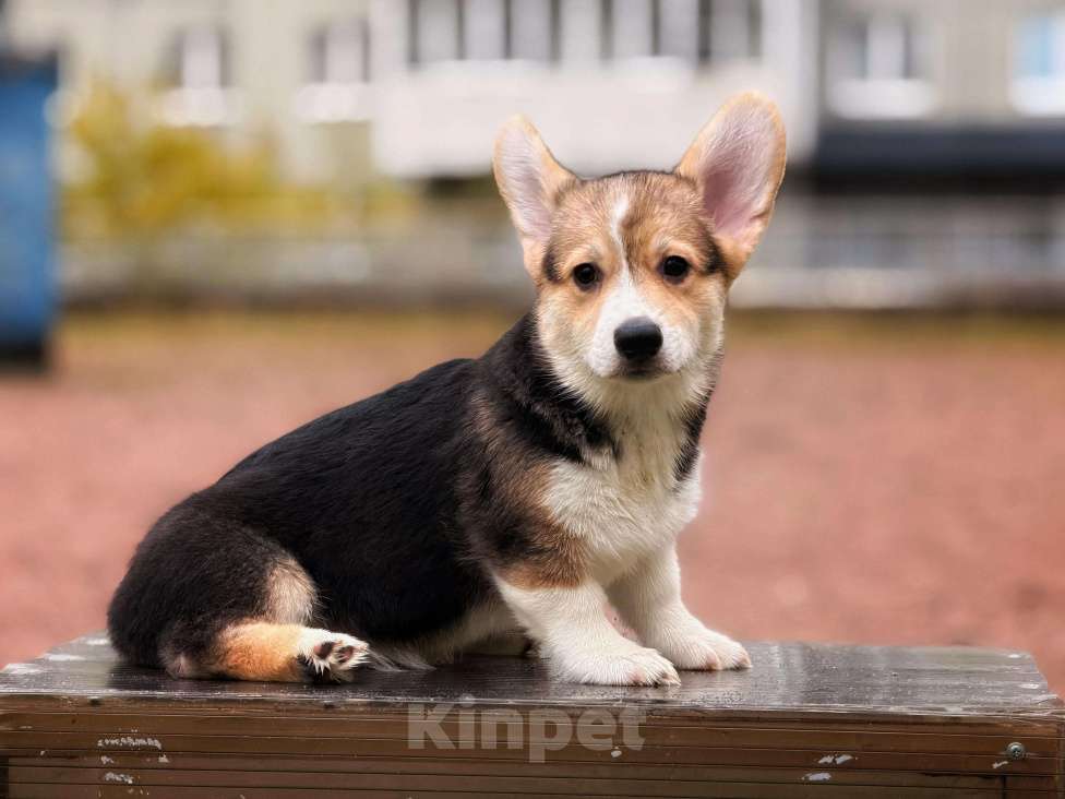 Собаки в Санкт-Петербурге: Малыш ищет любящих мампап Мальчик, 45 000 руб. - фото 1