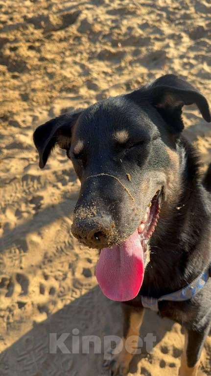 Собаки в других городах Московской области: СРОЧНО! ПОМОГИТЕ МАЛЫШУ! Мальчик, Бесплатно - фото 4