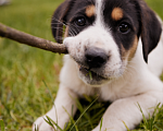 Собаки в Химках: чудесная Весточка в добрые руки   Девочка, Бесплатно - фото 2