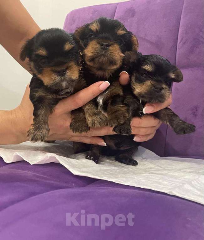 Собаки в Никольском: Очаровательные малыши  Мальчик, 24 850 руб. - фото 4