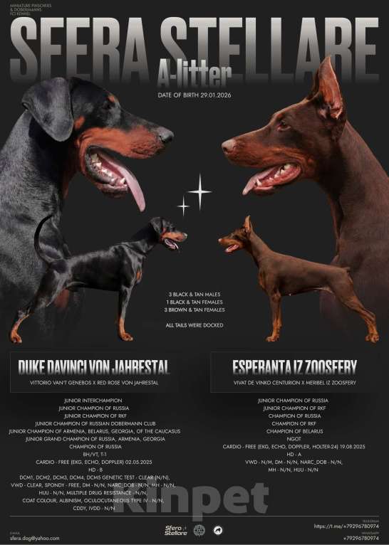 Собаки в Москве: Щенки добермана Мальчик, Бесплатно - фото 1