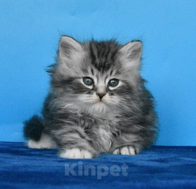 Кошки в Москве: Котик Честер Мальчик, 65 000 руб. - фото 1