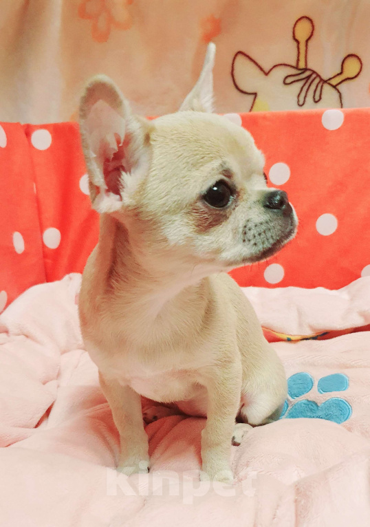 Собаки в Москве: Щенки чихуахуа Девочка, 30 000 руб. - фото 5