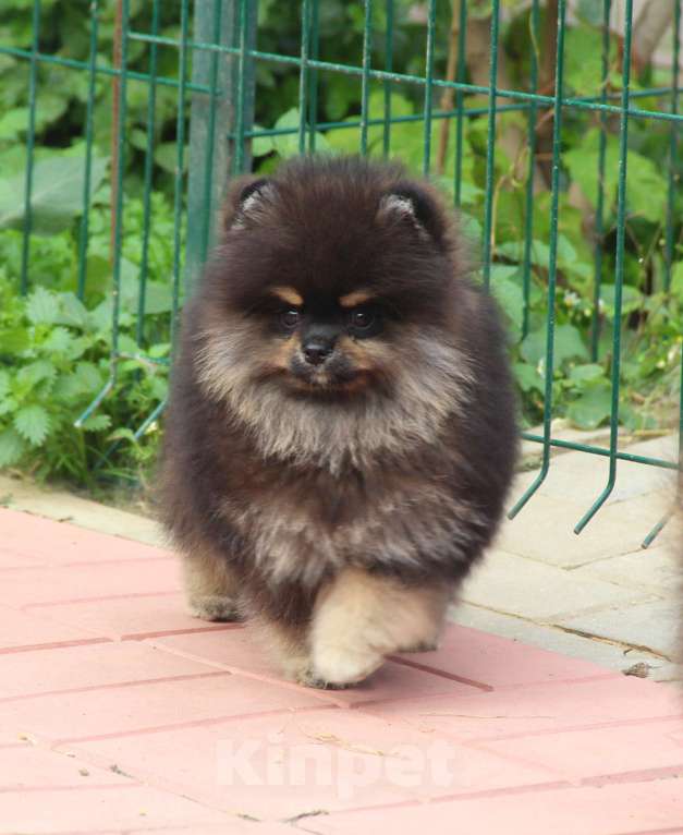 Собаки в Раменском: Мальчик шпица Мальчик, 40 000 руб. - фото 3