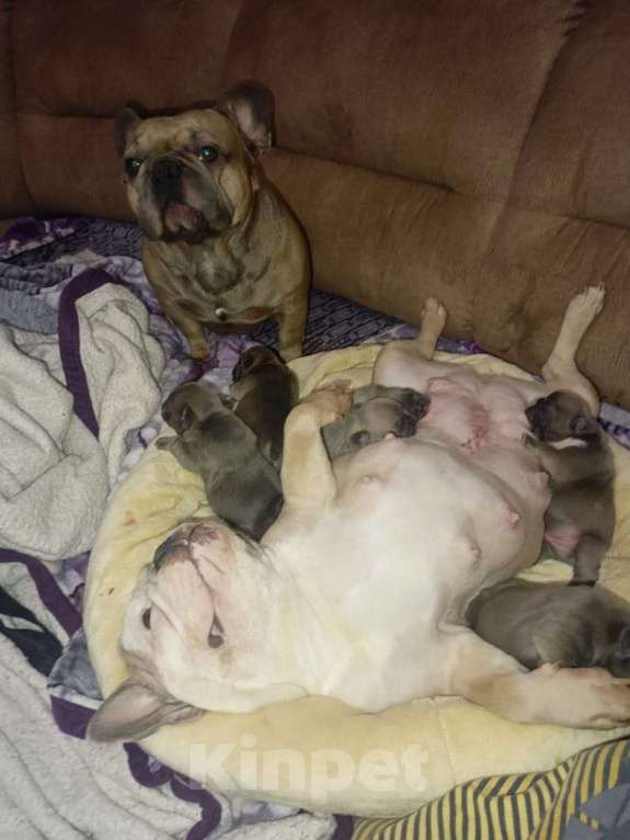 Собаки в Челябинске: Французский бульдог  Мальчик, 35 000 руб. - фото 2