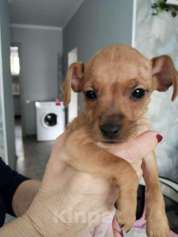 Собаки в Батайске: Продаю щенка цвергпинчера  Девочка, 4 000 руб. - фото 1