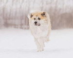 Собаки в Москве: Длинношерстный акита ину Гинтоки в дар Мальчик, Бесплатно - фото 2