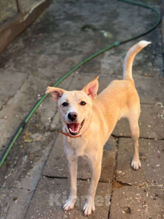 Собаки в Москве: Щенок Мими нежная крошка Девочка, Бесплатно - фото 4