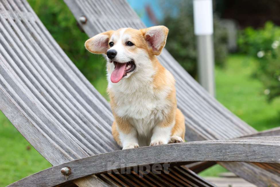 Собаки в других городах Алтайского края: Щенки вельш корги пемброк  Мальчик, 70 000 руб. - фото 5