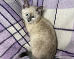 Кошки в Сосновом Бору: Котенок Мия Девочка, 3 500 руб. - фото 9