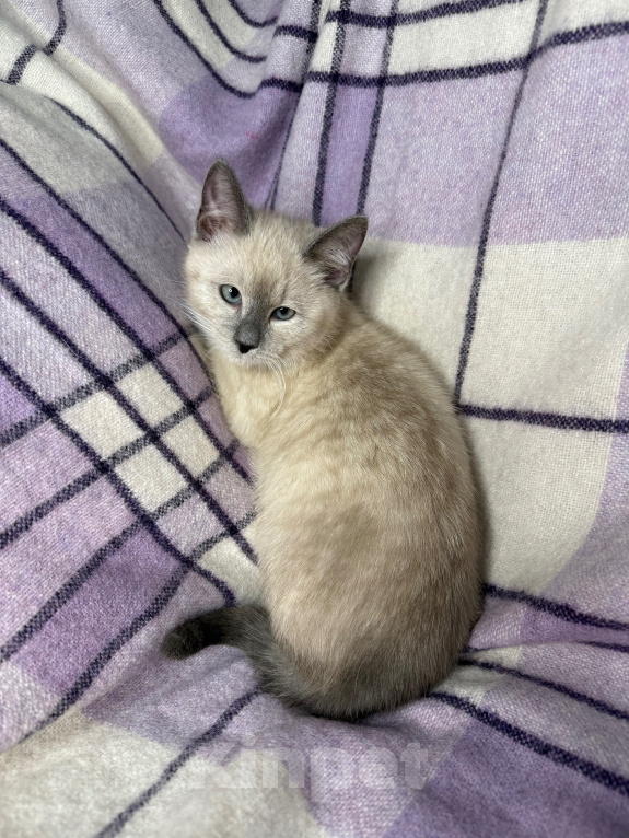 Кошки в Сосновом Бору: Котенок Мия Девочка, 3 500 руб. - фото 9