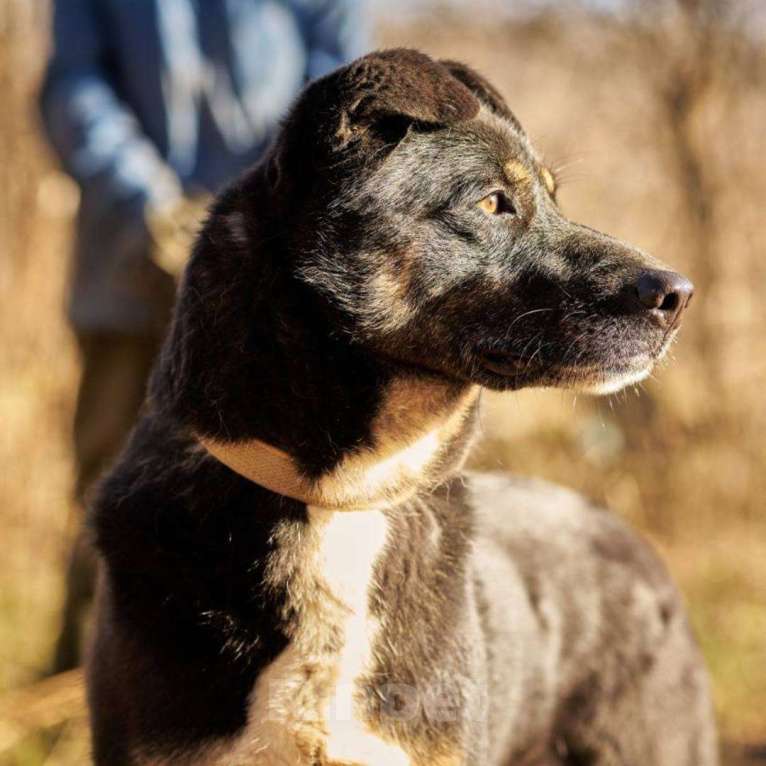 Собаки в Москве: Боня Девочка, Бесплатно - фото 5