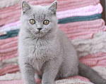 Кошки в Москве: Британский голубой котик, Gek TinArden*RU Мальчик, 30 000 руб. - фото 1