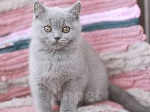 Кошки в Москве: Британский голубой котик, Gek TinArden*RU Мальчик, 30 000 руб. - фото 1