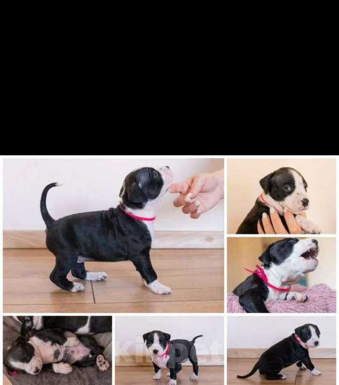 Собаки в Ивантеевке: Щенки от чемпионов Разнополые, 50 000 руб. - фото 6