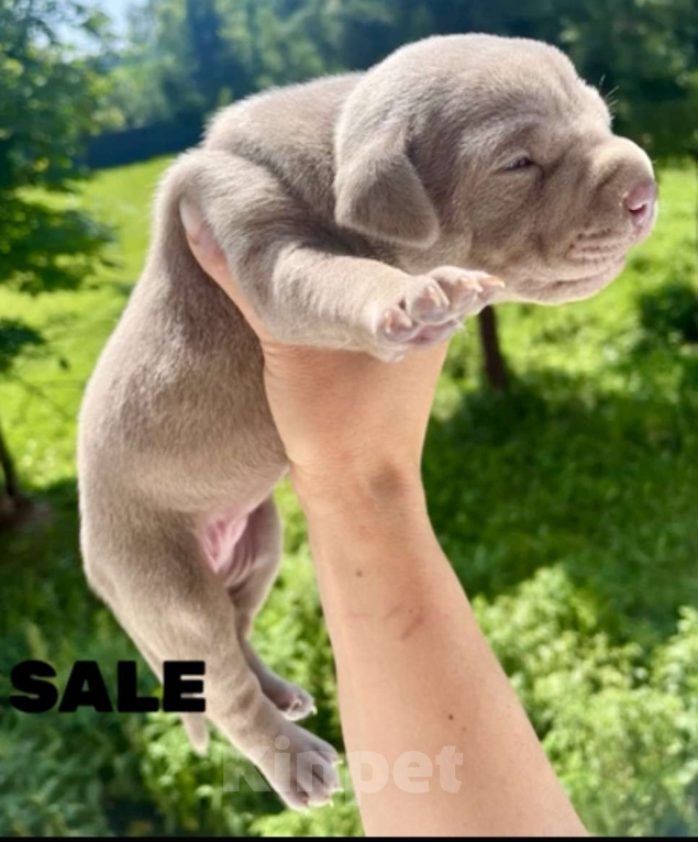 Собаки в других городах Калужской области: Щенки прайтер девочки  Девочка, 120 000 руб. - фото 9