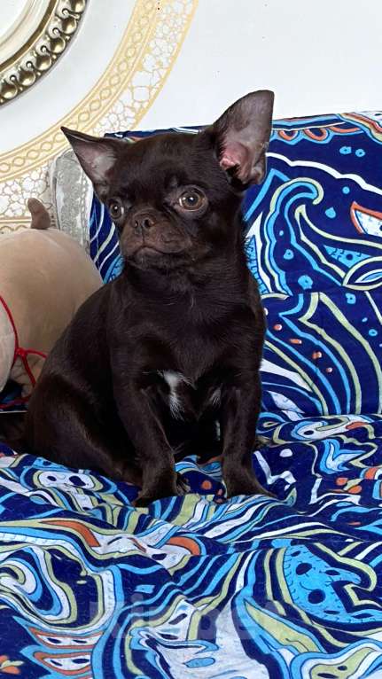 Собаки в Москве: Роскошная малышка чихуахуа Девочка, 80 000 руб. - фото 5