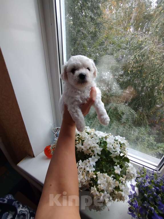 Собаки в Омске: Девочка Девочка, 70 000 руб. - фото 4