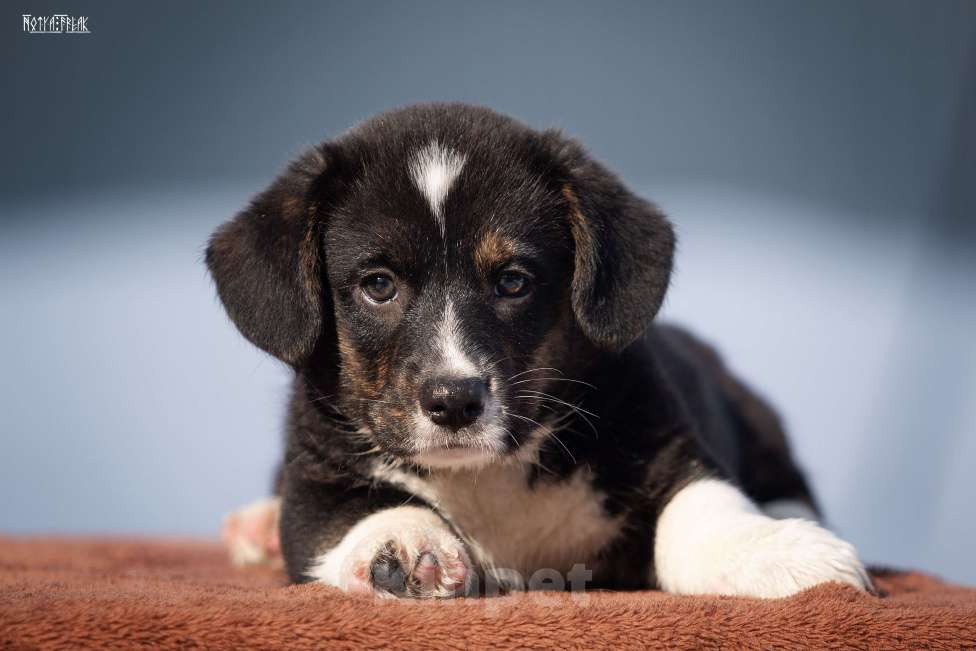 Собаки в Москве: Мальчик корги Мальчик, Бесплатно - фото 4