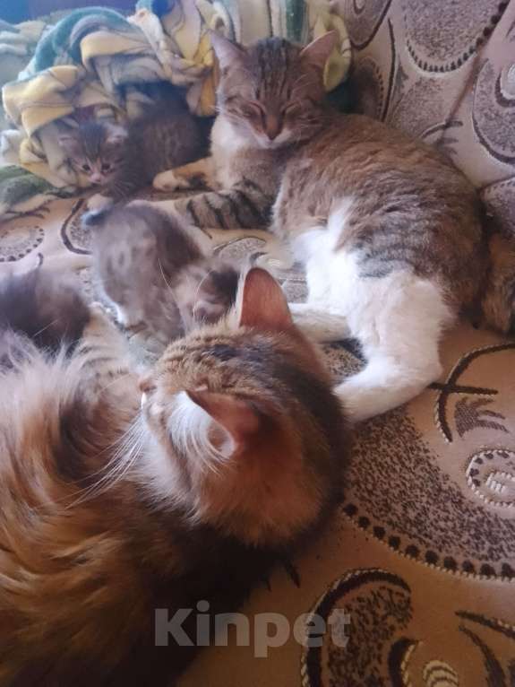 Кошки в Уфе: Курильский бобтейл Мальчик, 10 000 руб. - фото 1