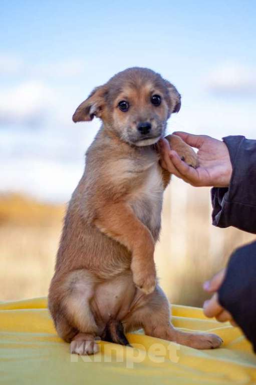 Собаки в Москве: Щенки коротколапики от маленькой собачки, 1 руб. - фото 7