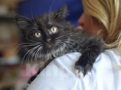 Кошки в Москве: Пушистая красотка Девочка, Бесплатно - фото 2