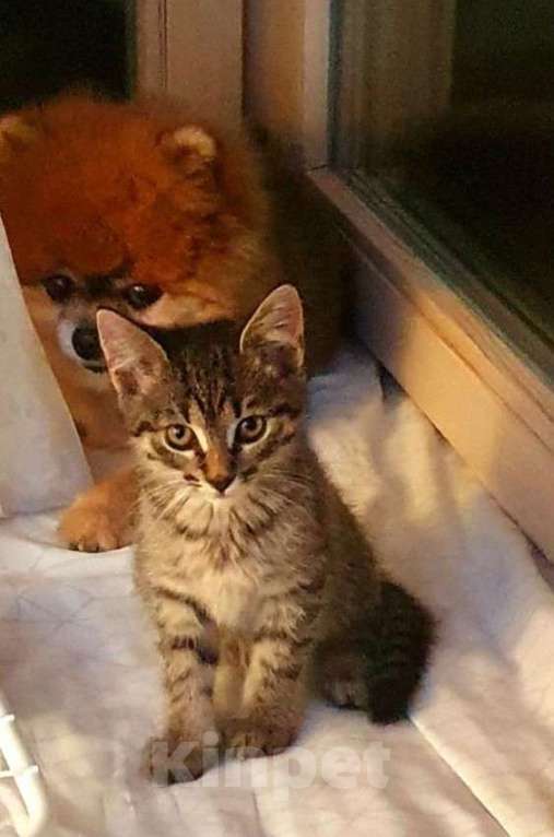 Кошки в Москве: Котенок Сима ищет дом и самых лучших хозяев Девочка, Бесплатно - фото 2