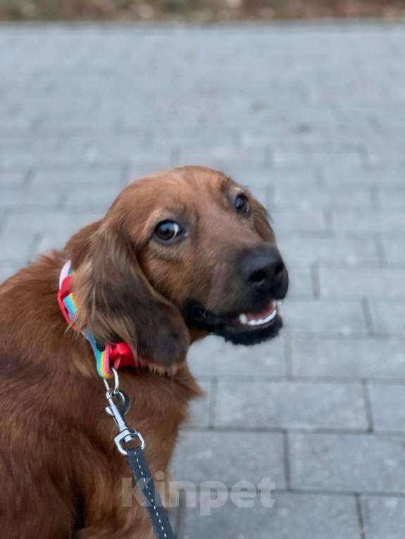 Собаки в Москве: Маленькая рыжая собачка Ляля в добрые руки Девочка, Бесплатно - фото 3