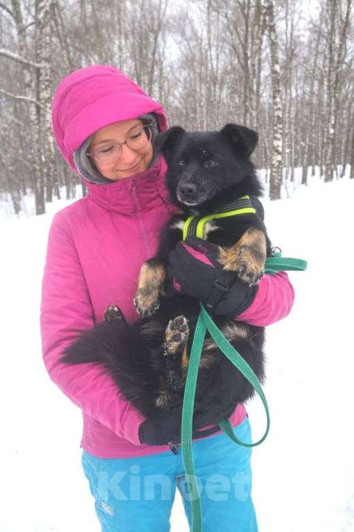 Собаки в Москве: Щенок Чио-Сан (девочка) в добрые руки! Девочка, Бесплатно - фото 3