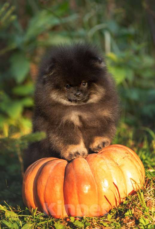 Собаки в Пушкино: Малыш померанец Мальчик, 50 000 руб. - фото 4