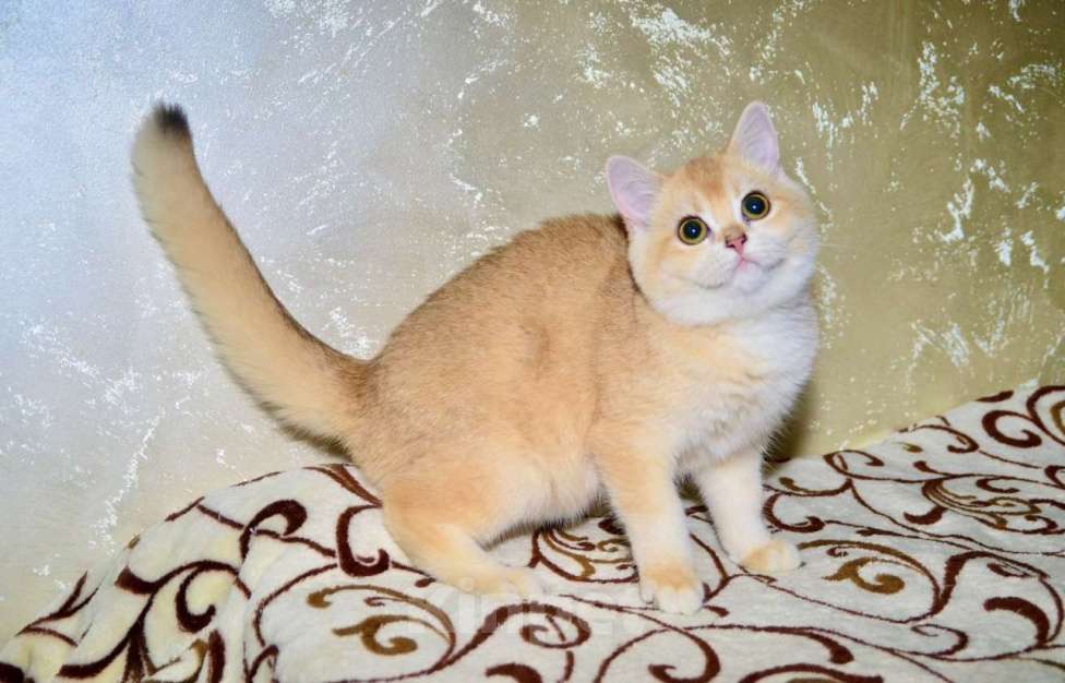 Кошки в Москве: Золотая шиншилла девочка шотландская прямоухая Девочка, 25 000 руб. - фото 2