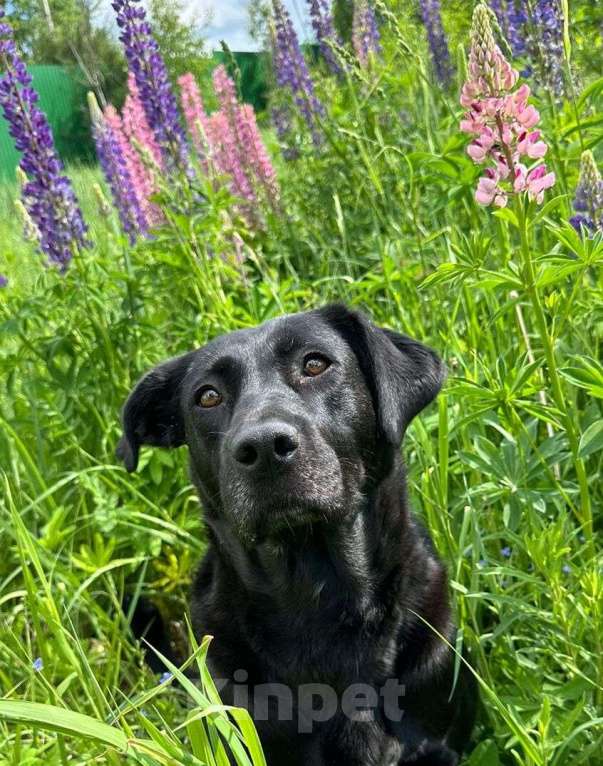 Собаки в Москве: Лабрадор Шанэль в добрые руки Девочка, 1 руб. - фото 2