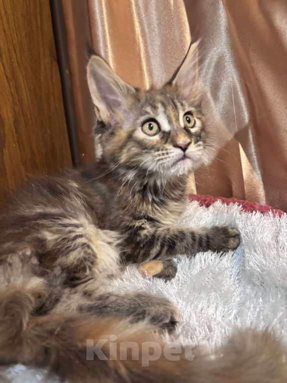 Кошки в Петергофе: Крупная девчоночка Девочка, 35 000 руб. - фото 3