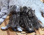Кошки в Курганинске: Шотландские котята Мальчик, Бесплатно - фото 8
